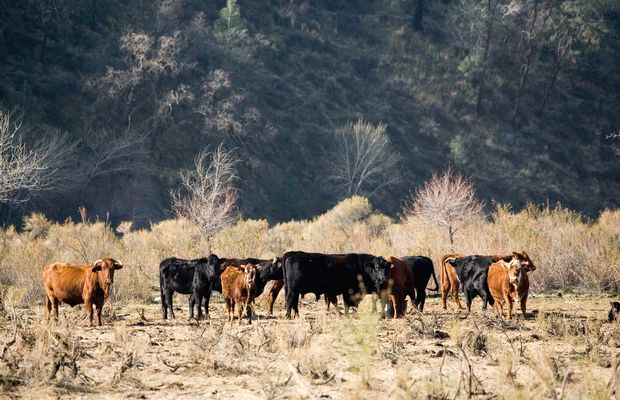 Cattle grazing on open range in dry grass